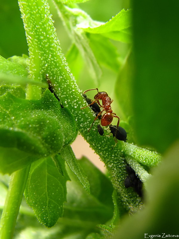 Тля рыжий муравей тип биотических отношений. Муравьи пасут тлю. Муравьиная тля. Тля и рыжий муравей. Муравьи доят тлю.
