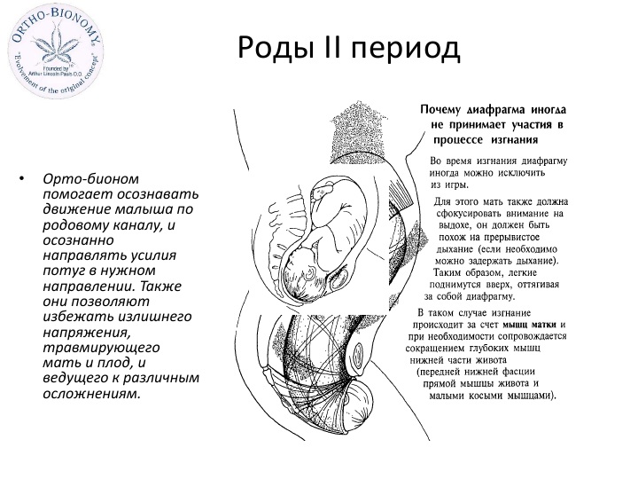 Орто инструкция. Период Орто.