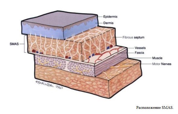 Место слой. Смас слой кожи. Smas слой кожи это. Строение кожи смас. Слои лица.